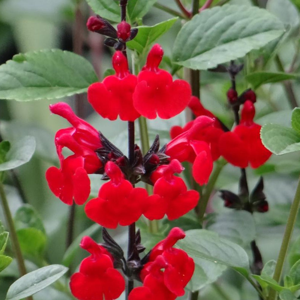 Bakker Sauge Royal Bumble Salvia arbustive rouge pot Ø 9cm