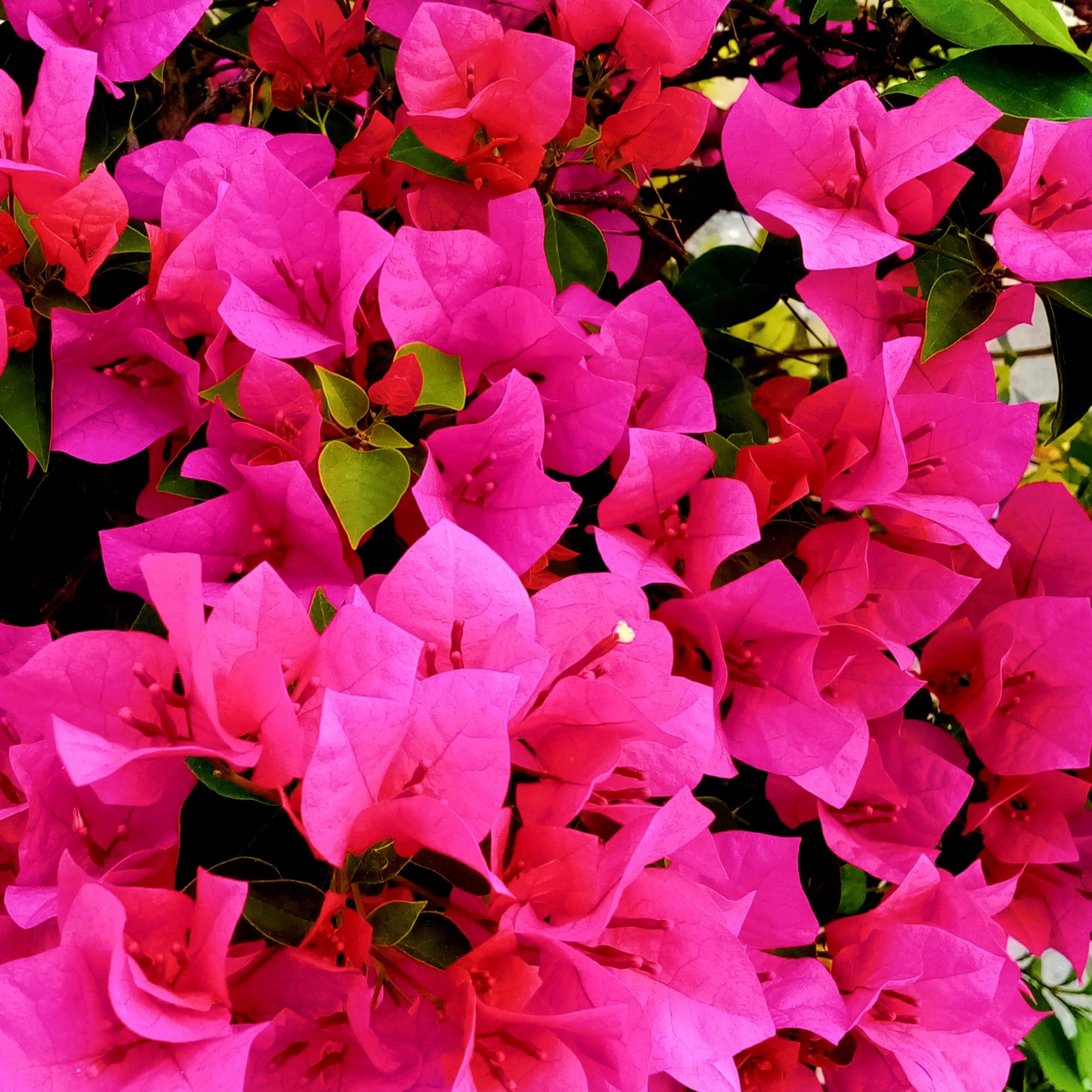 Bakker Bougainvillier rose plante grimpante pot Ø12cm floraison rose