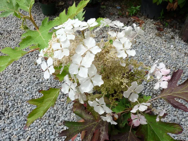 Les Hortensias du Haut Bois Hydrangea quercifolia Ice Cristal hortensia