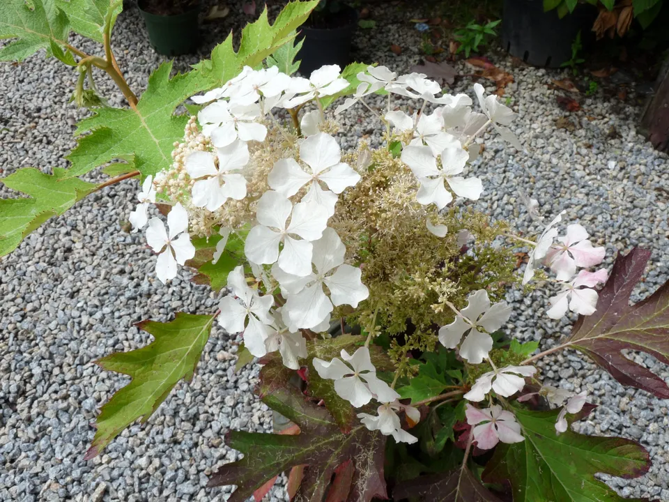 Les Hortensias du Haut Bois Hydrangea quercifolia Ice Cristal hortensia