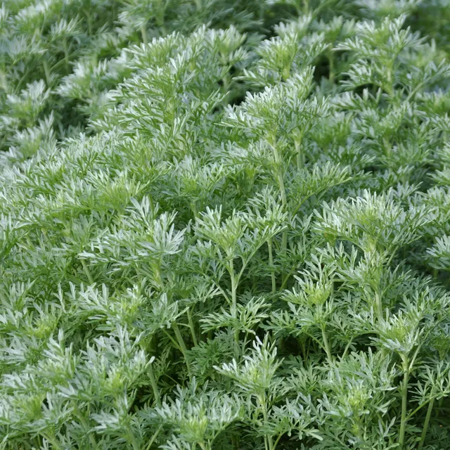 Bakker Plantes vivaces Absinthe Artemisia pot 9cm argenté