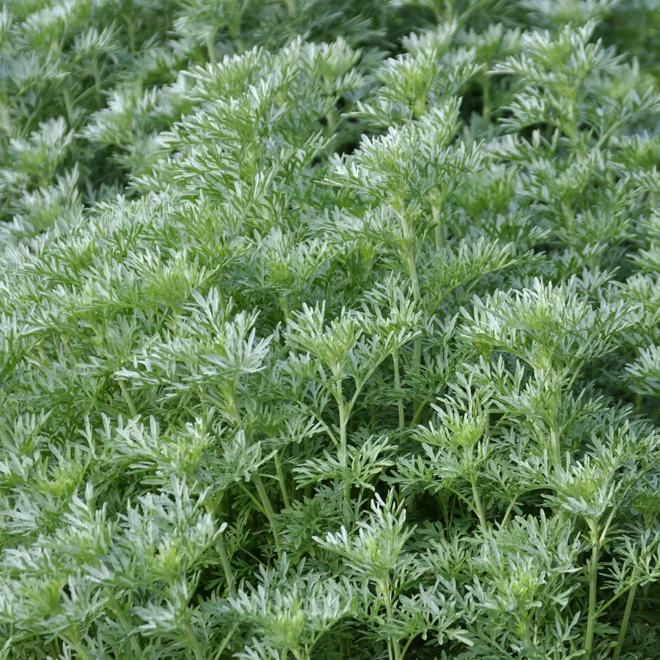Bakker Plantes vivaces Absinthe Artemisia pot 9cm argenté