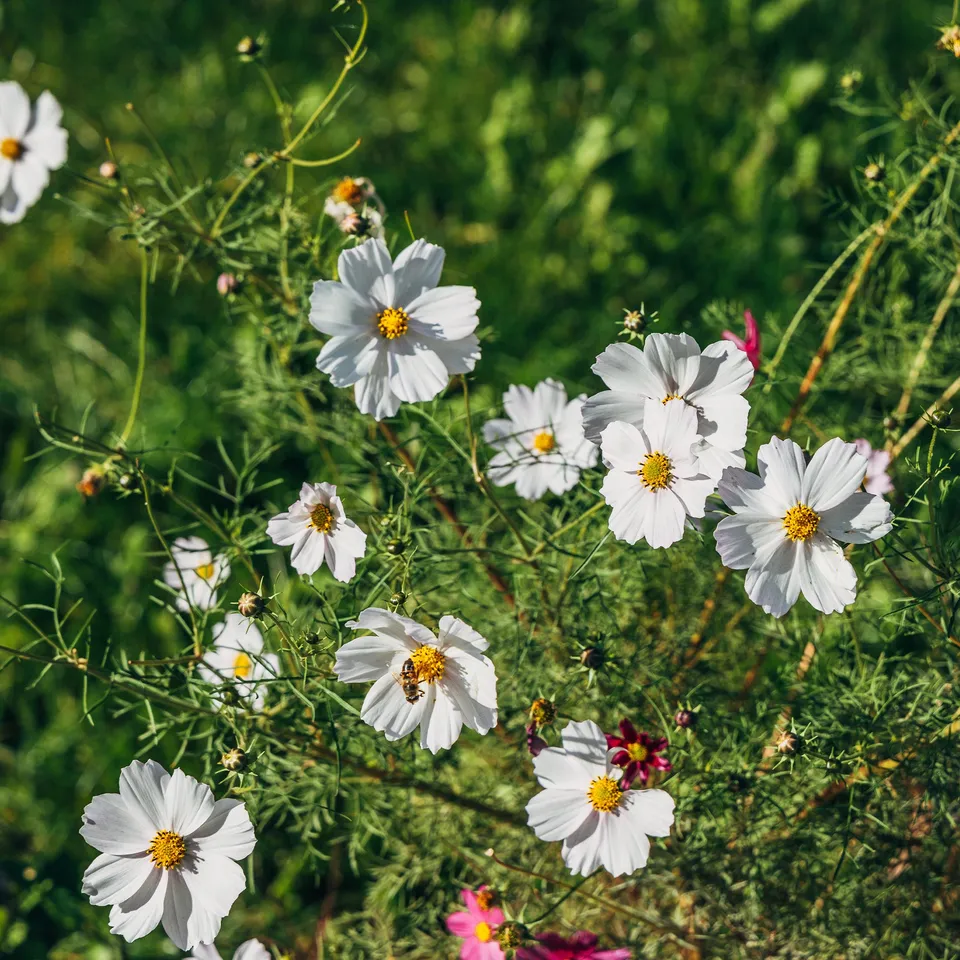 Bakker Cosmos blanc plante fleurie Ø 10,5cm