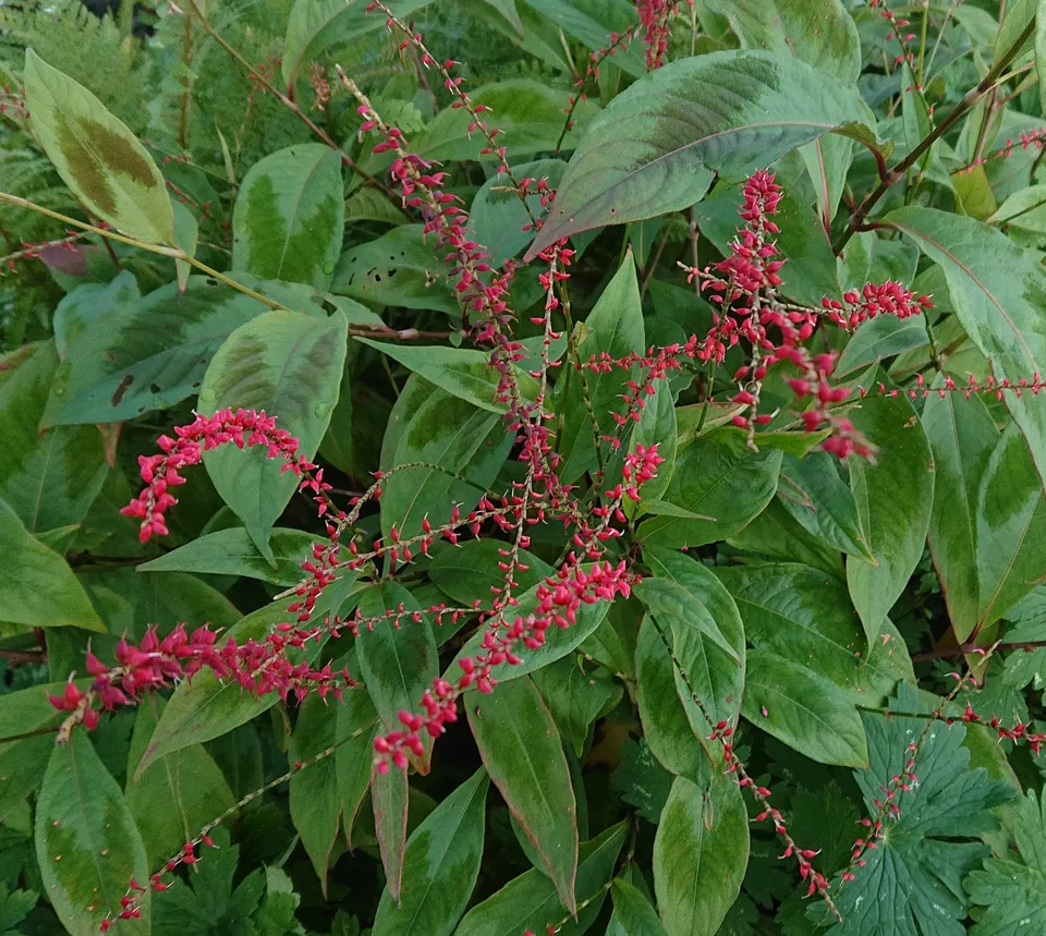 Passion Vivaces Persicaria Compton Form plante vivace rouge