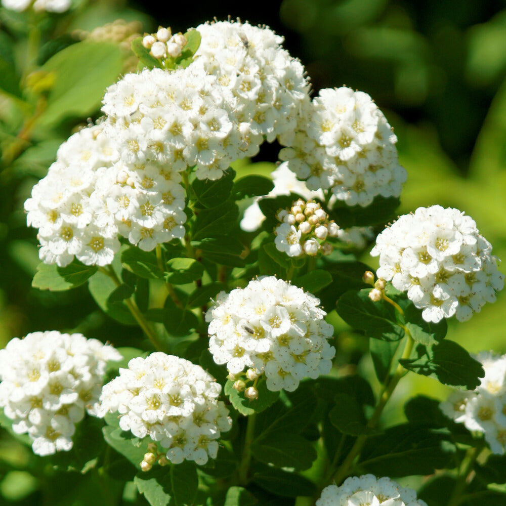 Bakker Spirée Tor Spiraea betulifolia arbuste blanc Ø 9cm