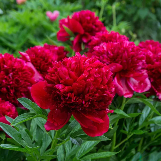 Bakker Pivoine Red Charm vivace racine nue fleurs rouges doubles