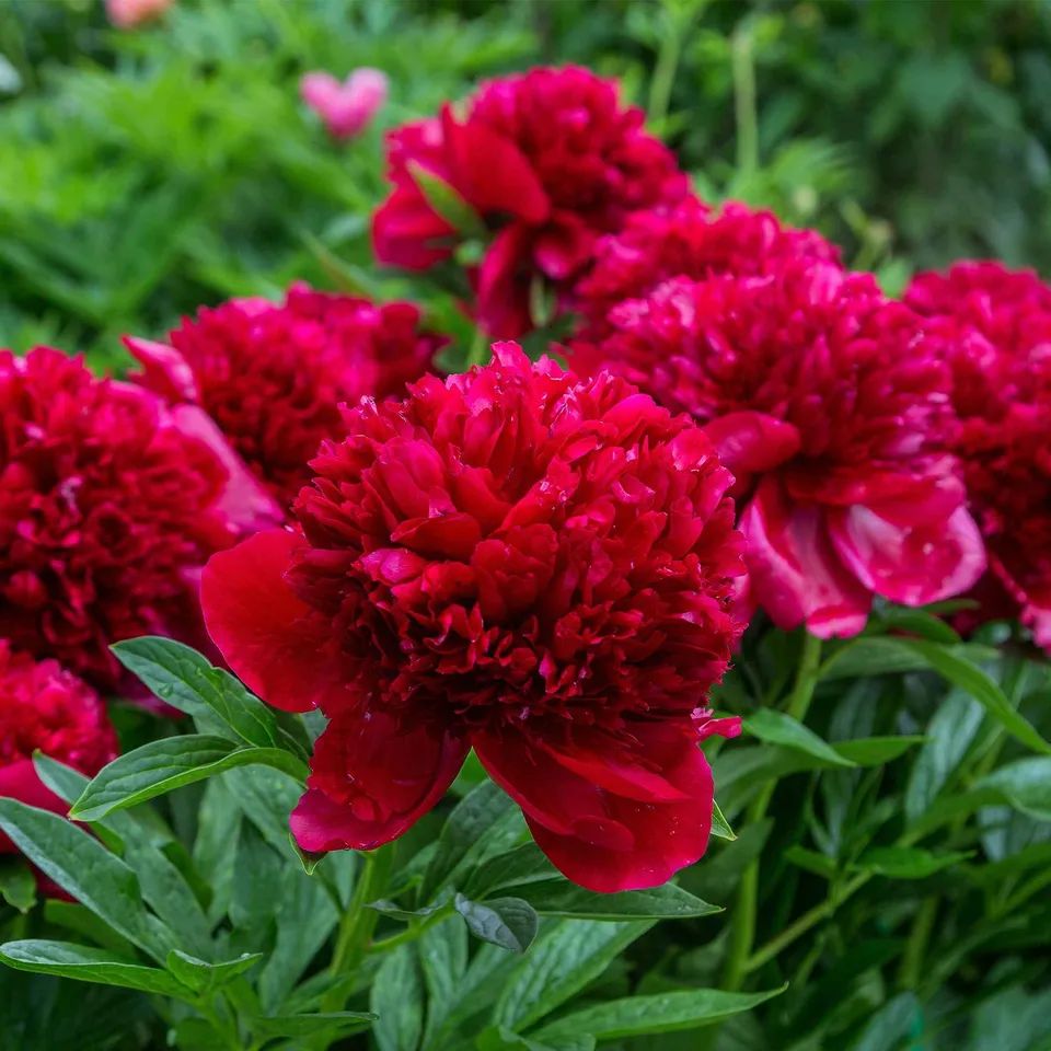 Bakker Pivoine Red Charm vivace racine nue fleurs rouges doubles