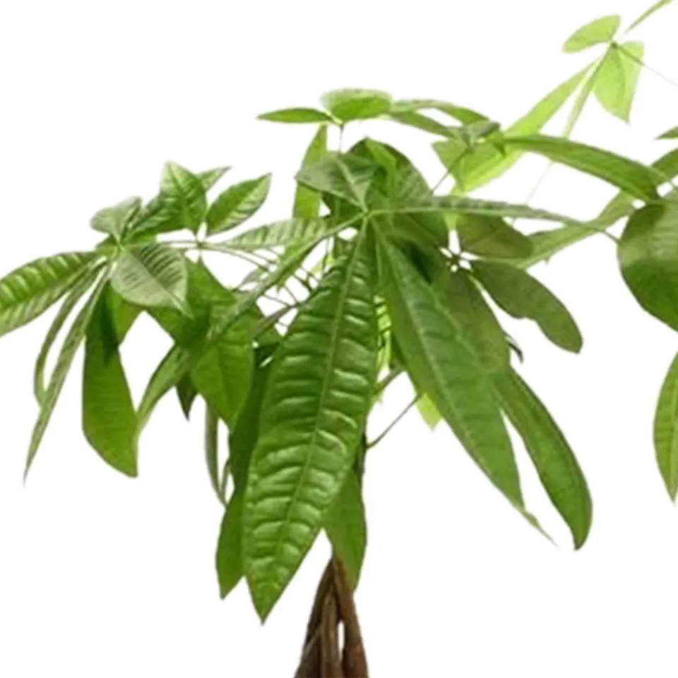 Bakker Intérieur Pachira aquatica plante pot Ø12cm tressé facile
