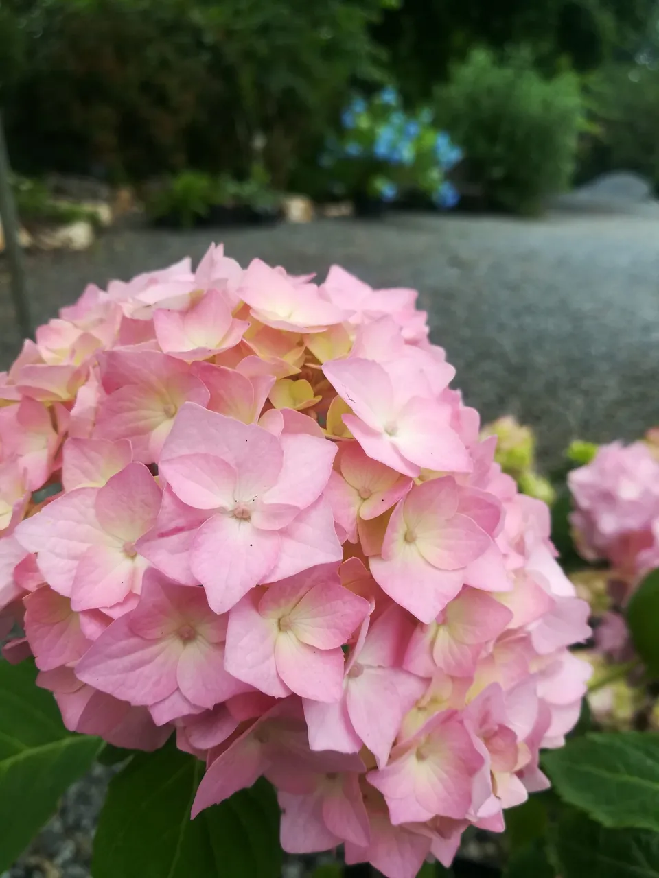 Les Hortensias du Haut Bois Shirihaki hortensia serrata blanc