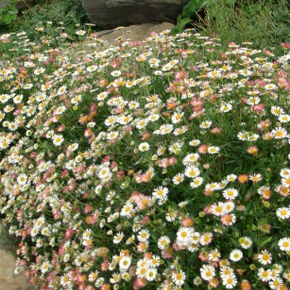 Bakker Erigeron Profusion vivace blanc-rose pot Ø9cm