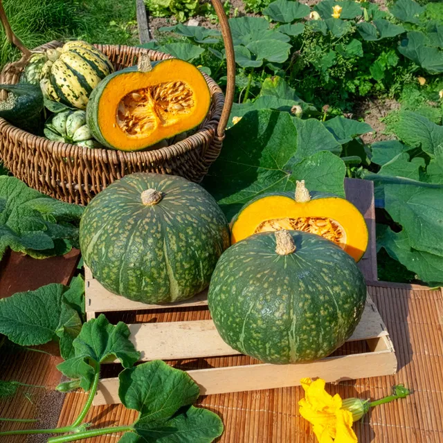 Bakker Potager Courge Delicata graine sachet ±20 peau comestible