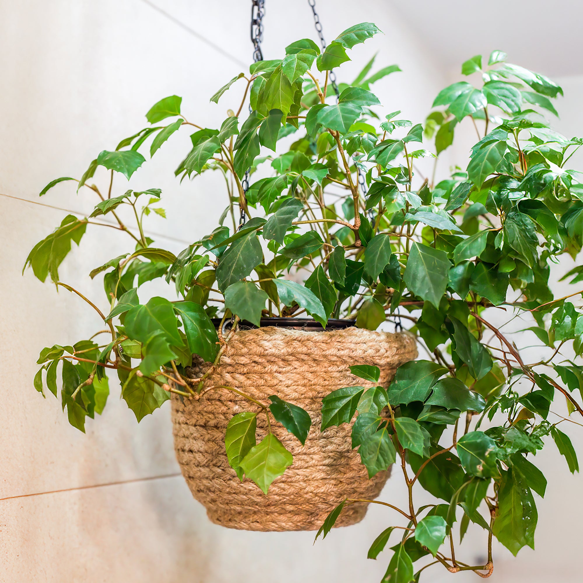 Bakker Cissus Ellen Danica plante suspendue pot 17 cm