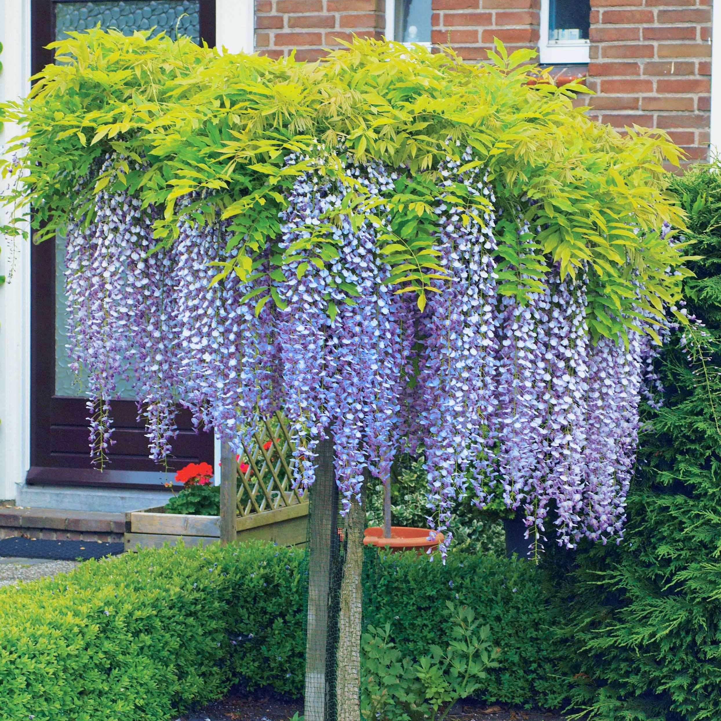 Bakker Glycine bleue sur tige pot 2L fleurs violettes