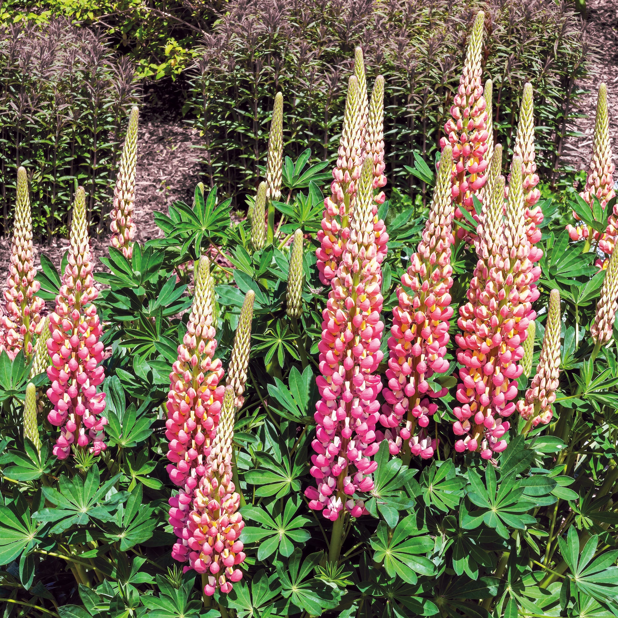 Bakker Lupin La Chateleine vivace pot 9cm rose