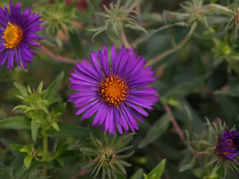 Aster novae-angliae Alex Deamon plante vivace godet violet