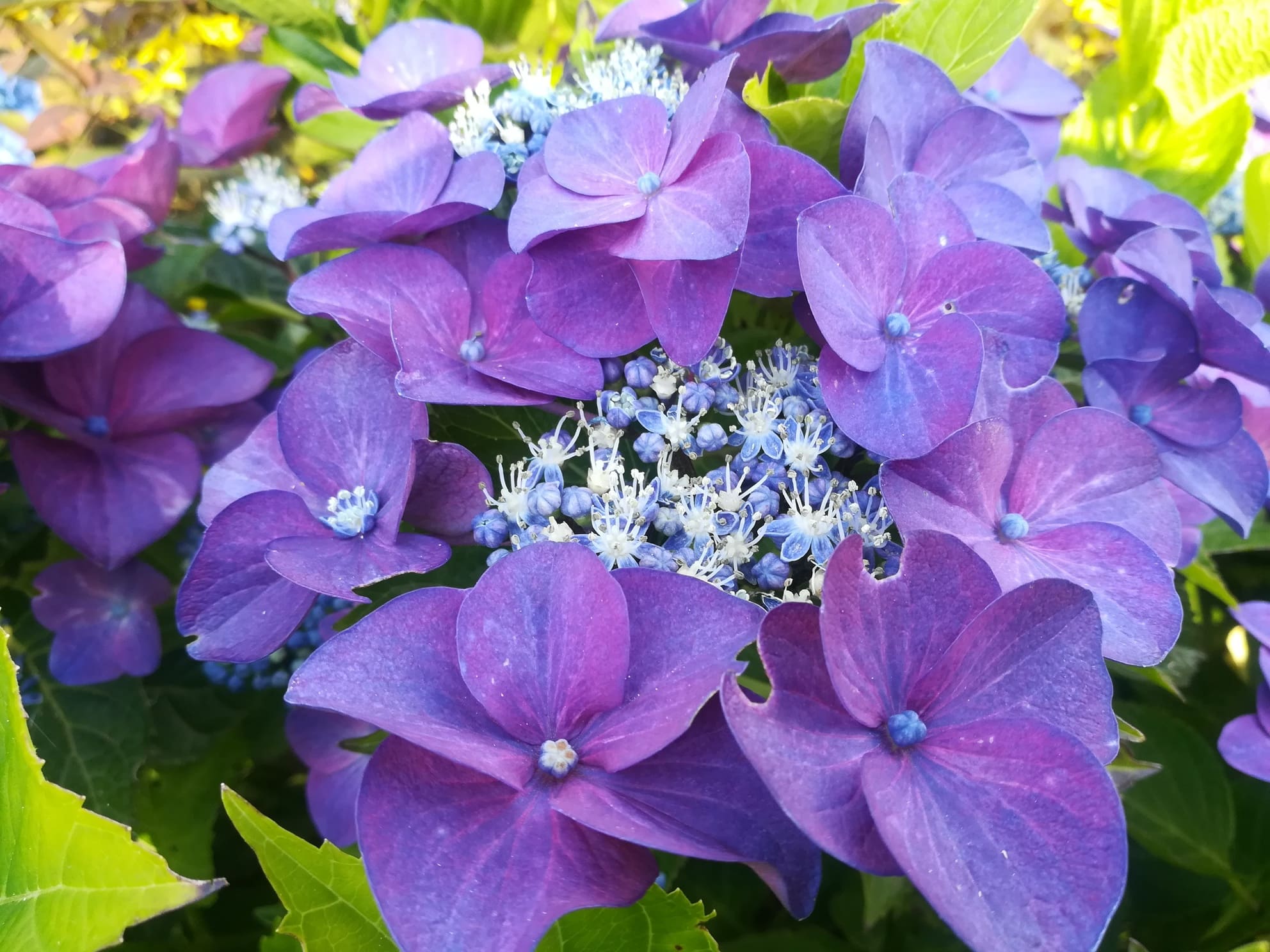 Les Hortensias du Haut Bois Hydrangea macrophylla Rotkehlchen hortensia fleurs plates