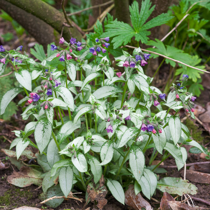 Bakker Plantes vivaces Pulmonaire Majesté vivace pot 9cm argentée