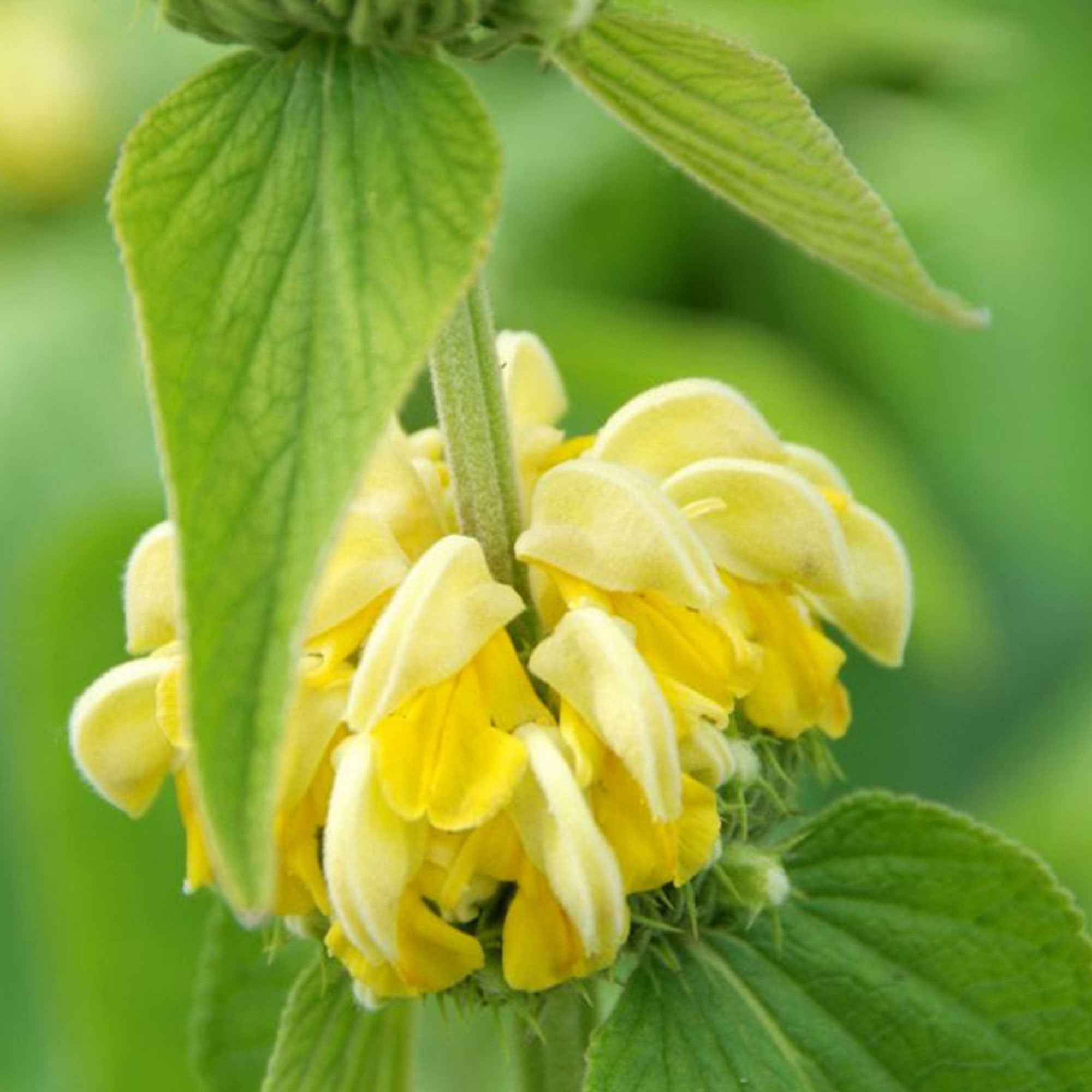 Bakker Sauge de Jérusalem Phlomis vivace pot 8cm jaune
