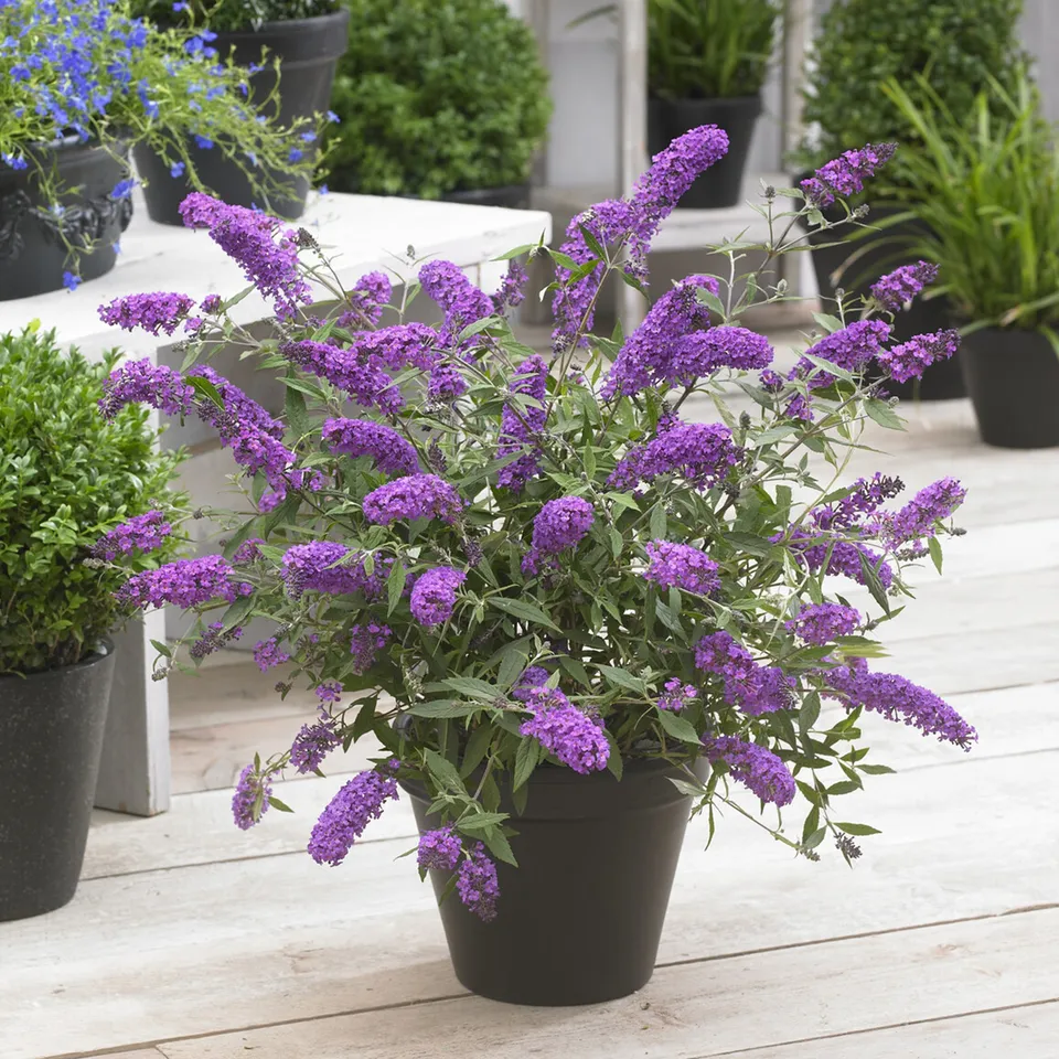 Bakker Free Petite Dark Pink arbre à papillons pot Ø 9cm rose foncé