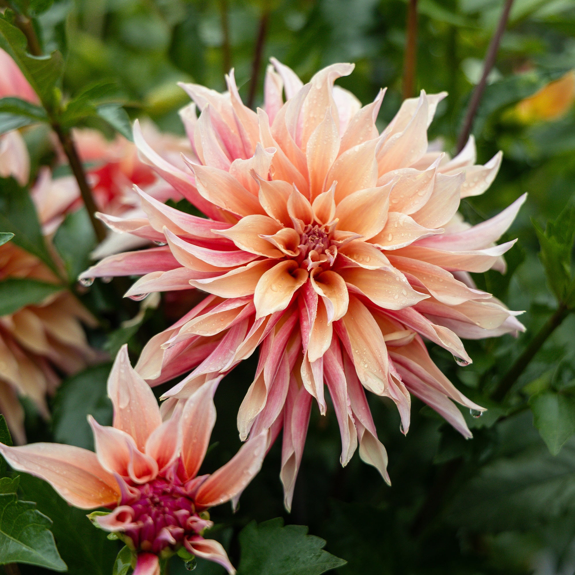 Bakker Dahlia décoratif Labyrinth bulbe saumon sachet 1