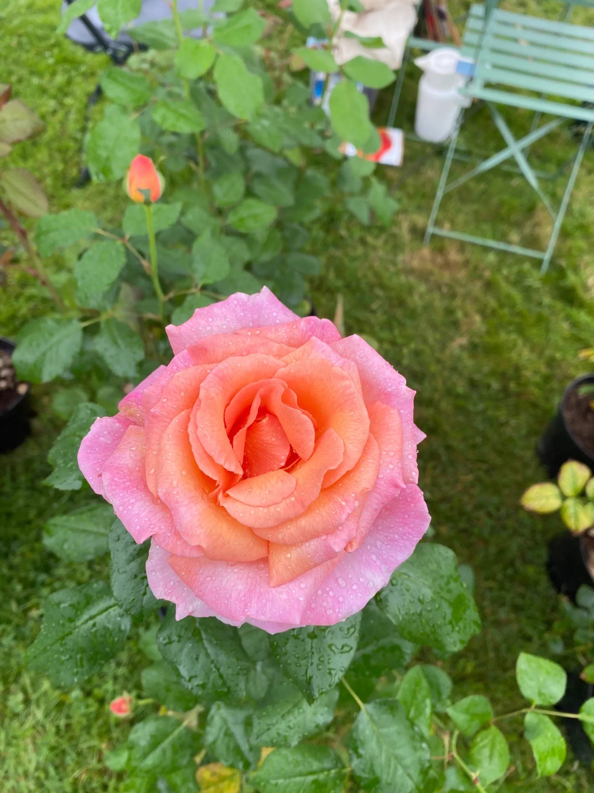 Michel Adam Rosiers buissons Herminie Adamacalat rosier orange parfumé