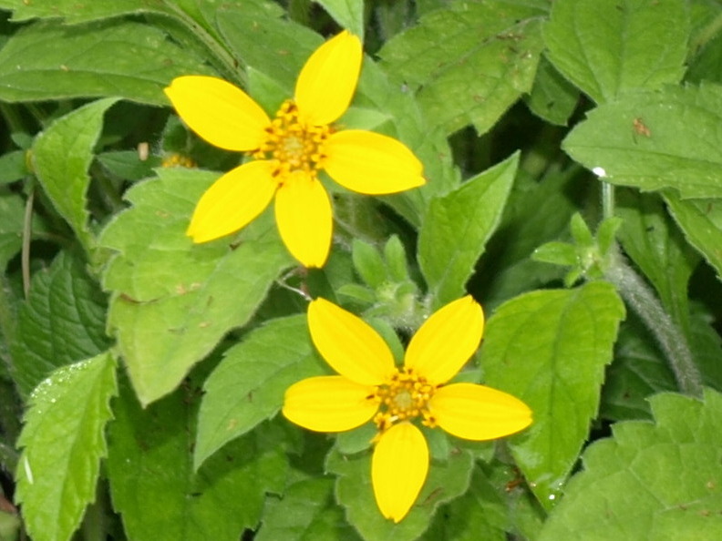 Passion Vivaces Chrysogonum virginianum plante vivace pot 1L jaune