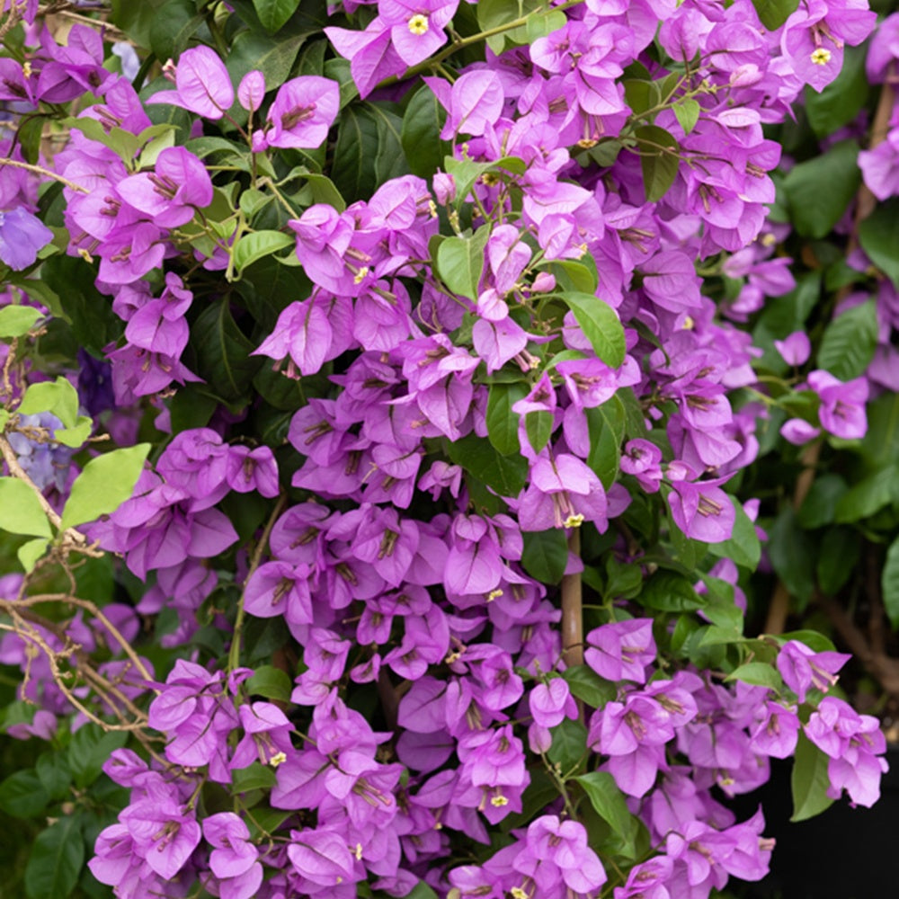 Bakker Bougainvillier Violet pot Ø12cm 30cm