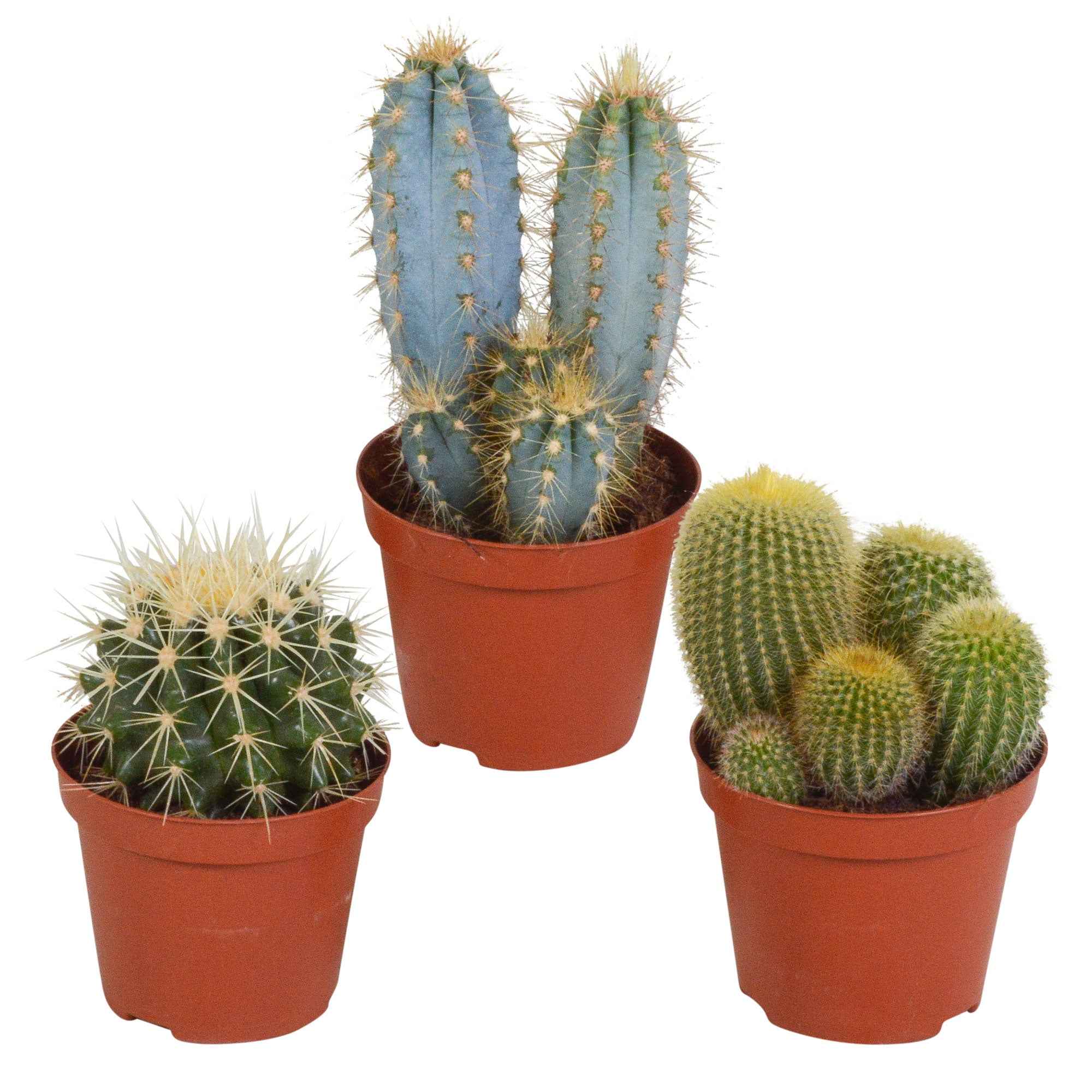 Bakker Mélange 3 cactus plante intérieur 3 pots 8,5cm