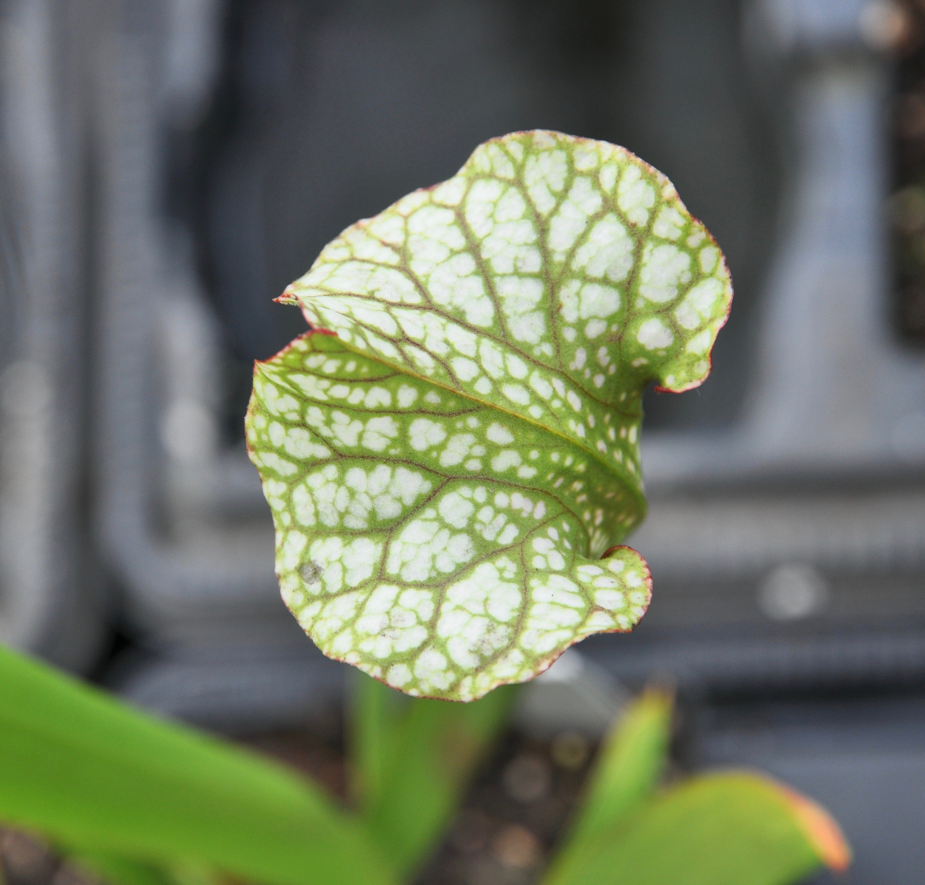 Carniflore Sarracenia oreophila x alata leucophylla plante carnivore