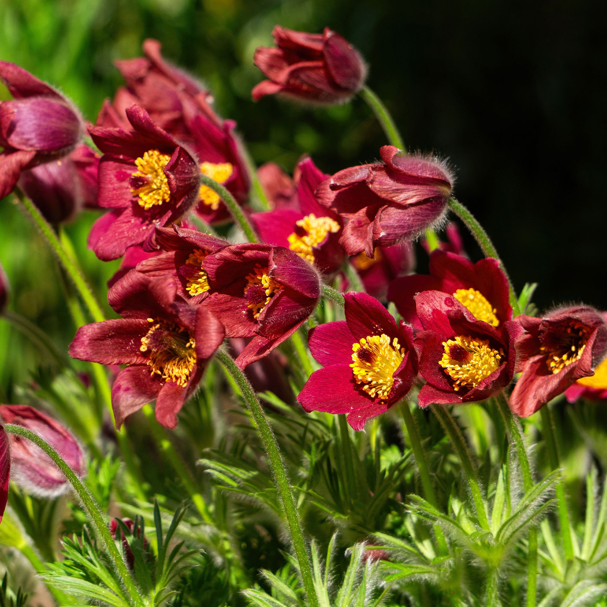 Bakker Anémone pulsatille rouge vivace 2 pots Ø9cm