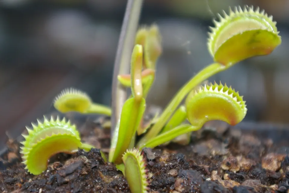 Carniflore Dionée Dentate plante carnivore pot 9 cm