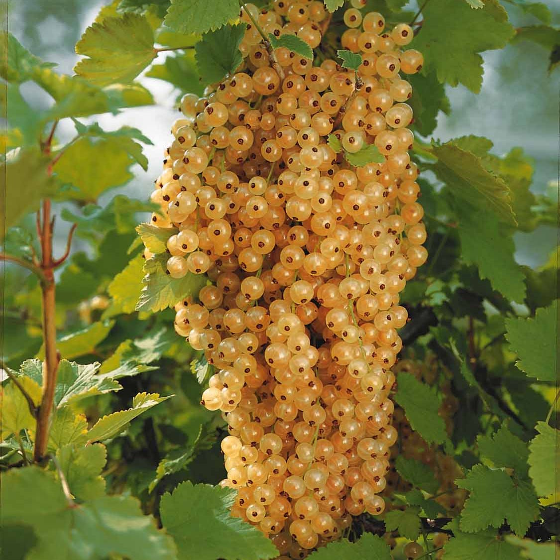 Bakker Groseilliers Blanka racines nues 30-40cm lot 2 productif