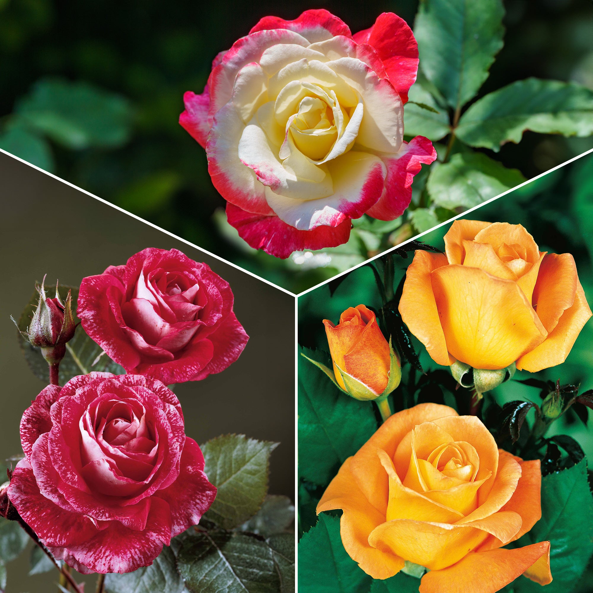 Bakker Rosiers Collection 3 buissons Famosa rosier parfumé lot 3