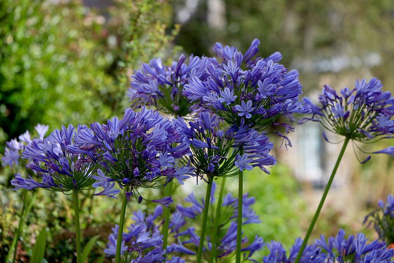 Passion Vivaces Agapanthus plante vivace pot 1L fleurs bleues