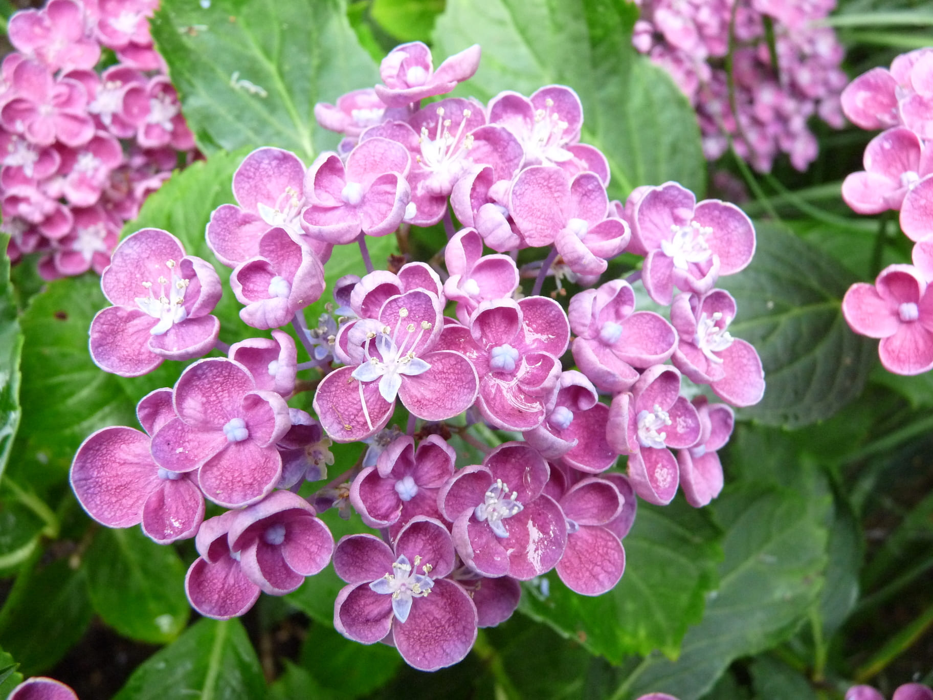 Les Hortensias du Haut Bois Hop corn hortensia boule godet