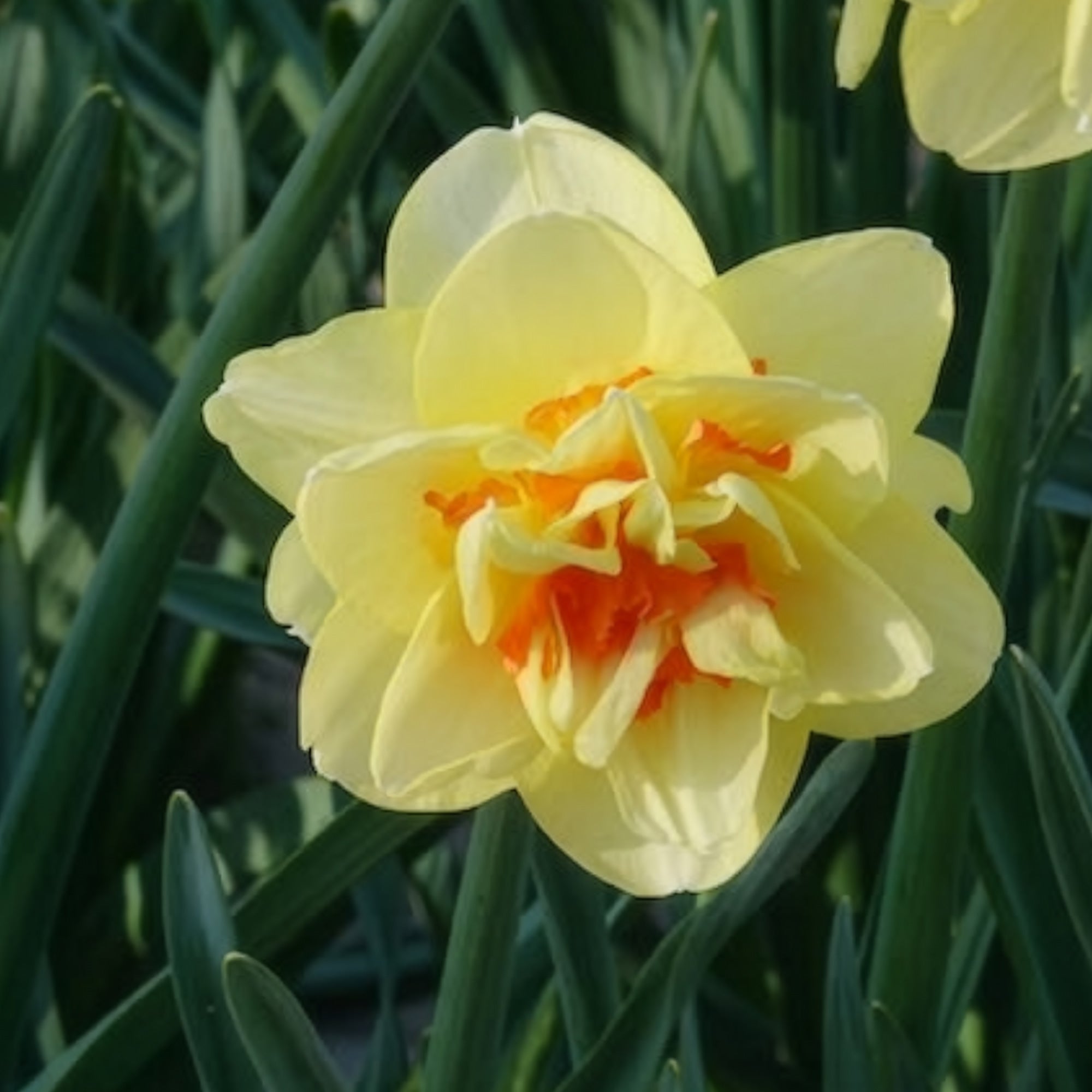 Bakker Tahiti narcisse double sachet 10 bulbes jaune