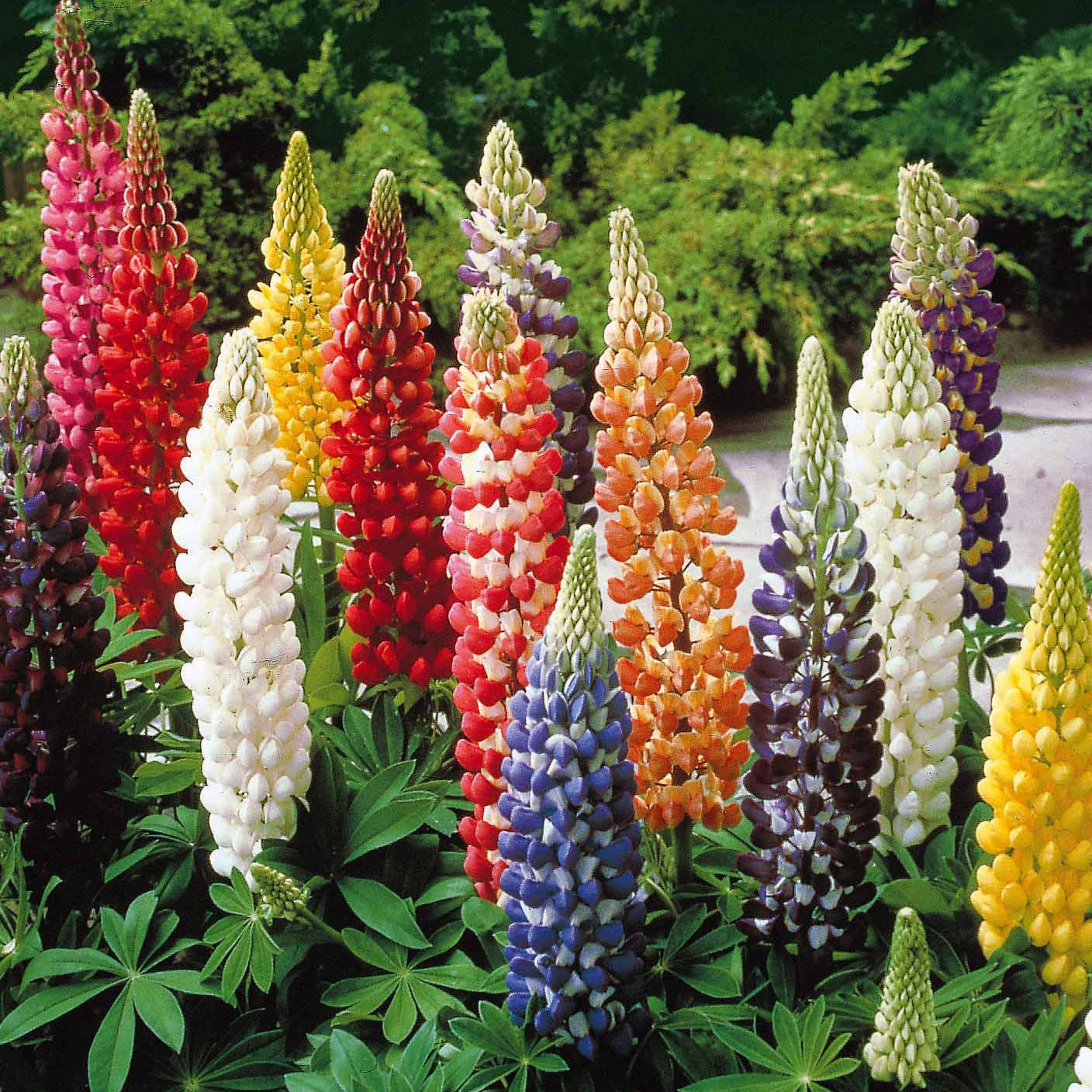 Bakker Lupin Russell mélange 5 vivaces racines nues coloré