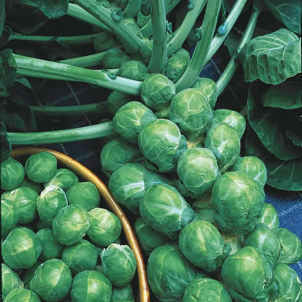 Bakker Potager Chou de Bruxelles De Rosny sachet 3g rustique hiver