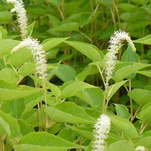 Bakker Queue de lézard plante vivace pot 9cm blanc