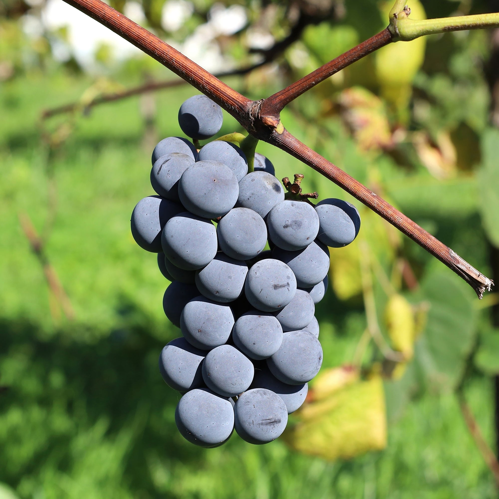 Bakker Vigne Isabella fruitier pot 1,5L raisin noir