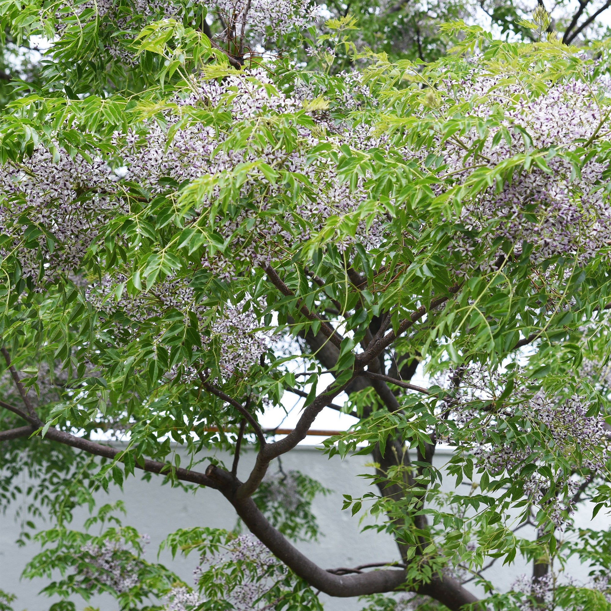Bakker Margousier Lilas de Perse arbre violet 1L