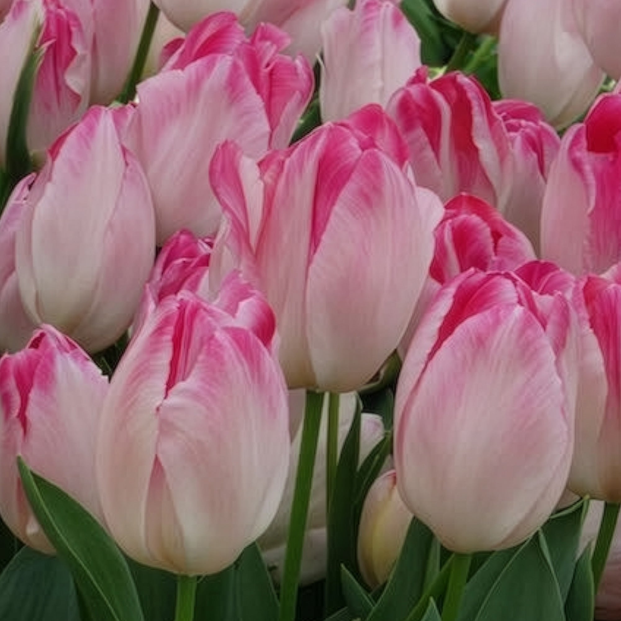 Bakker Supri Erotic tulipe rose 10 bulbes 11cm+