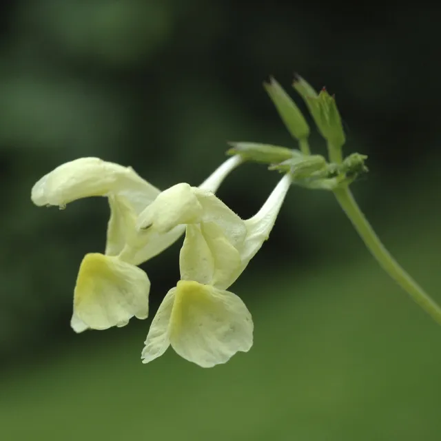 Bakker Nepeta govaniana menthe des chats pot 9cm jaune