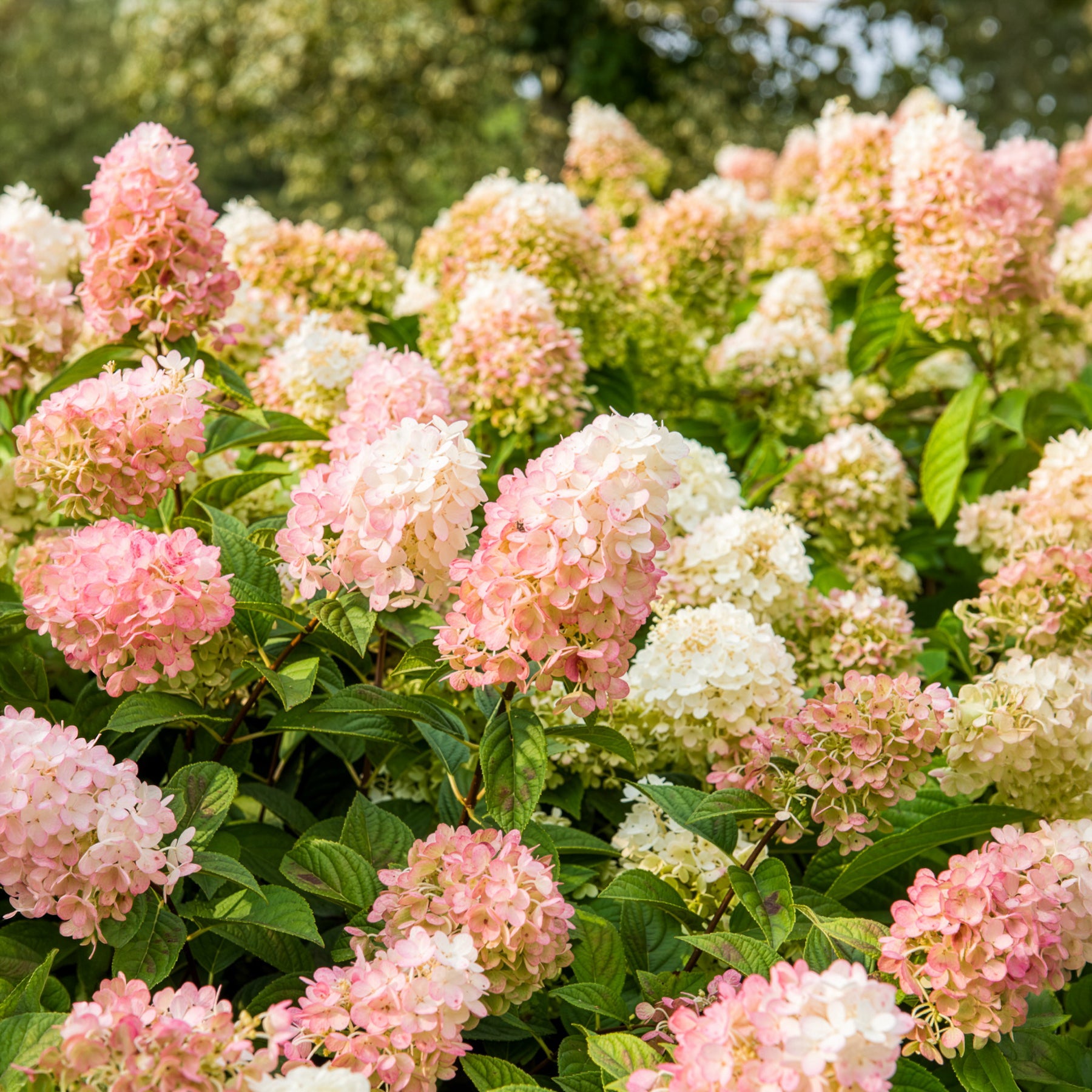 Bakker Sundae Fraise Rensun hortensia paniculé pot 3L rose