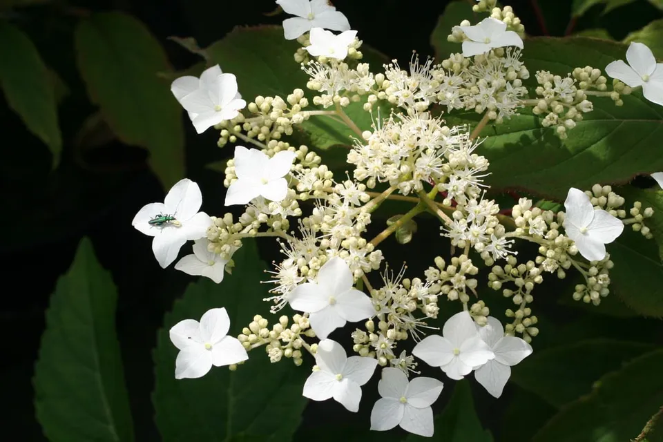 Les Hortensias du Haut Bois Willy hortensia heteromalla blanc