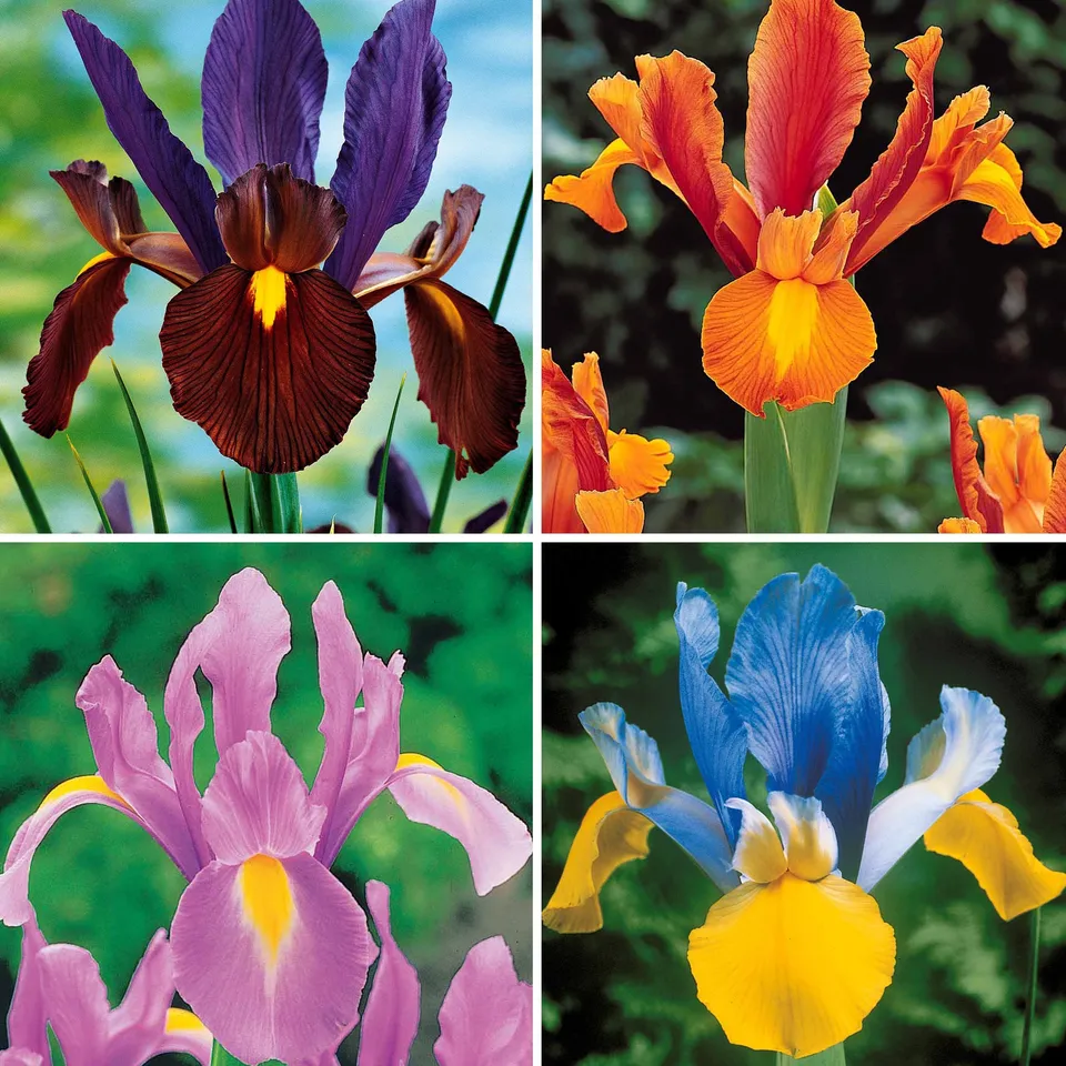Bakker Bulbes à fleurs Iris de Hollande mélange bulbes sachet 40