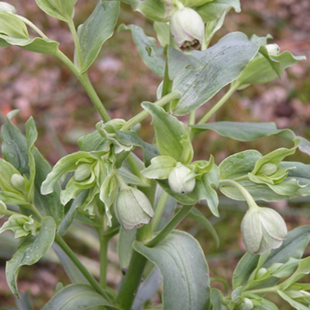 Bakker Hellébore fétide vivace verte pot 8cm