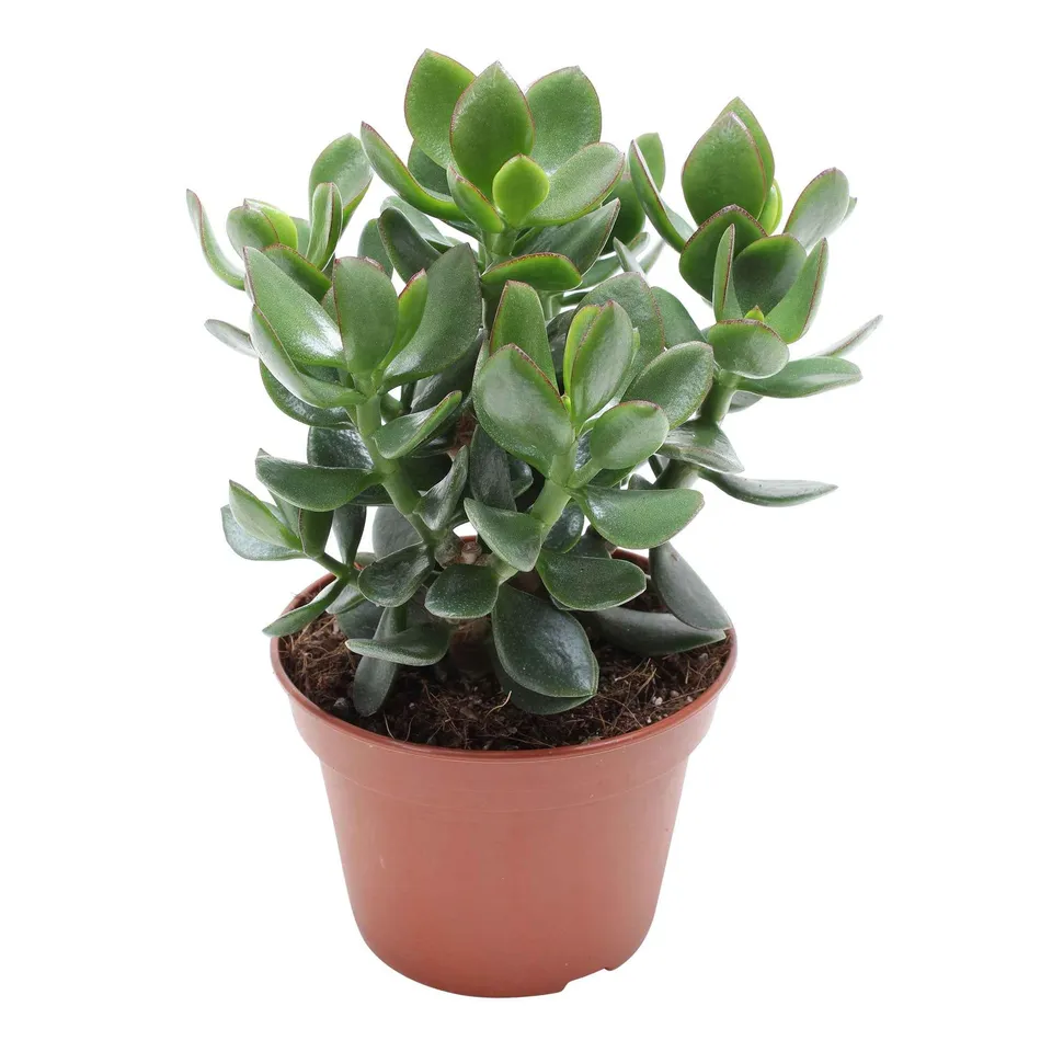 Bakker Crassula ovata Hulk arbre de jade pot 12cm