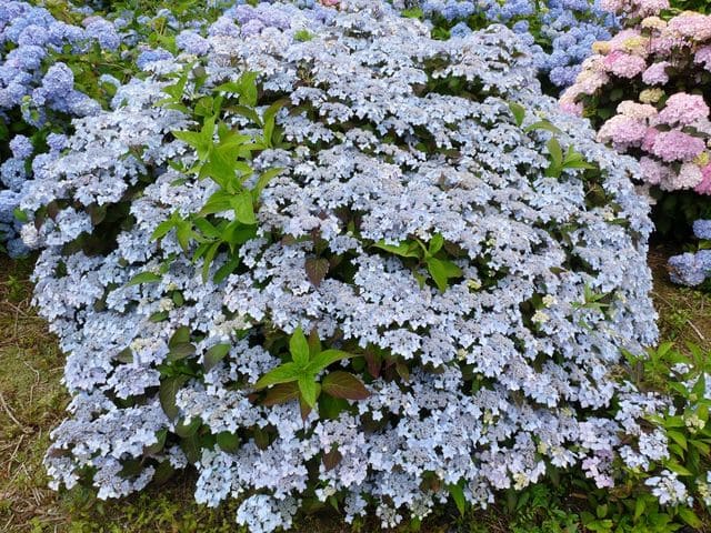Les Hortensias du Haut Bois Blue Deckle hortensia serrata fleurs plates
