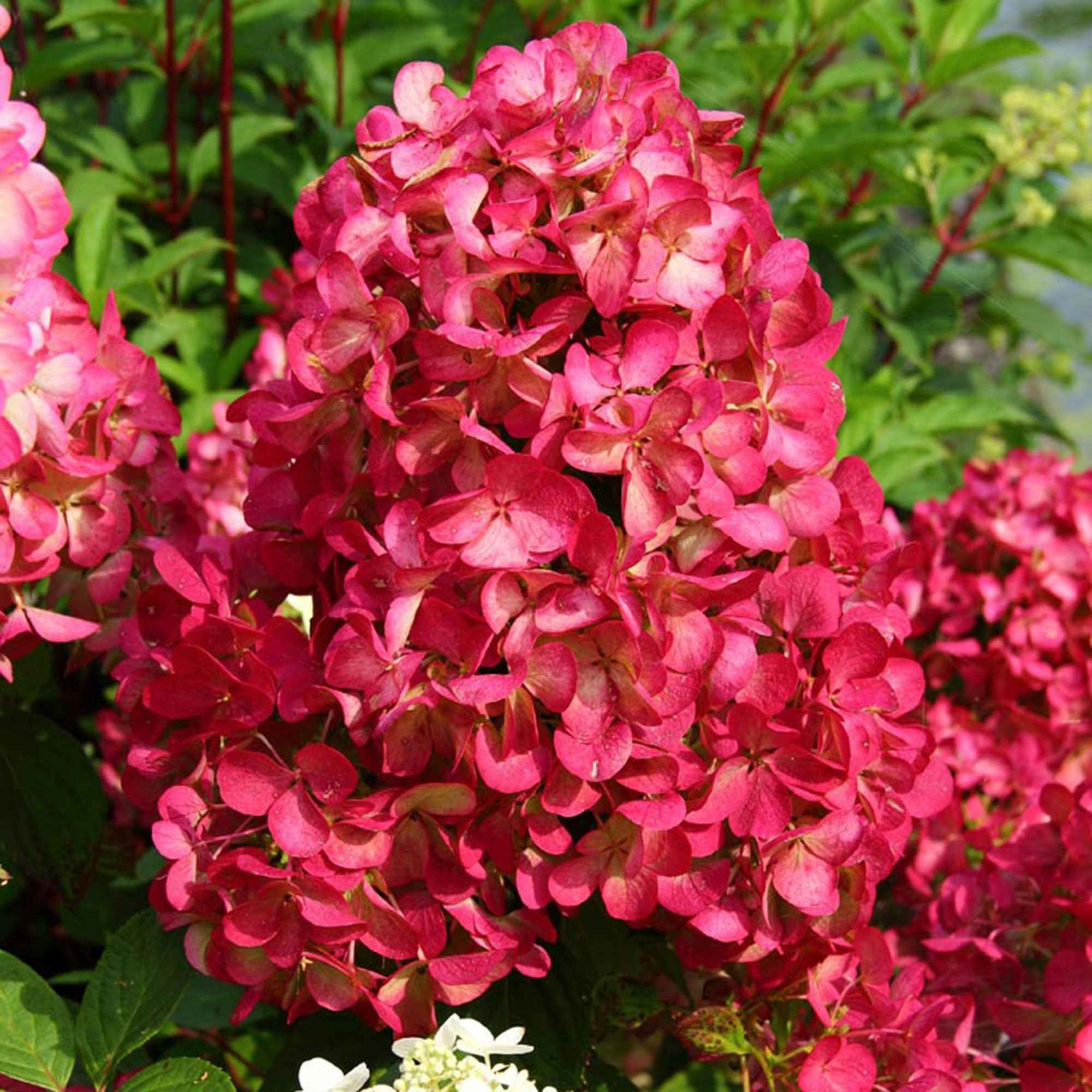 Bakker Hortensia Diamant Rouge Rendia pot 1,3L fuchsia